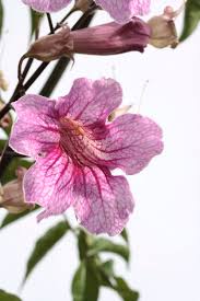 Image result for Podranea