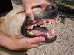 Image result for cuterebriasis in dogs