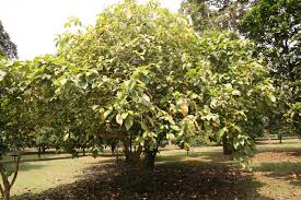 Image result for Voacanga africana