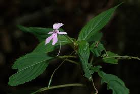 Image result for Impatiens zombensis