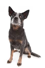 How will you choose the best pup? Blue Heeler Border Collie Mix What You Need To Know Bordercolliehealth