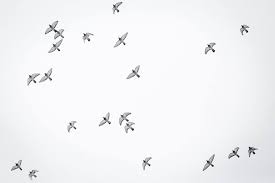 Birds flying high you know how i feel sun in the sky you know how i feel breeze driftin' on by you know how i feel. Uncle Jut Visuals Birds Flying High You Know How I Feel Facebook