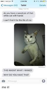 Bildresultat For Cats With Hands By June Funny Memes Funny Stupid Funny