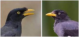 Jalak bali termasuk burung yang sangat sulit ditentukan jenis kelaminnya. Ciri Ciri Fisik Burung Jalak Kebo Dan Cara Membedakan Jalak Kebo Jantan Dan Betina