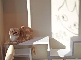 Licensed guide volunteer group in shinjuku walking tour. 15 Cutest Cat Cafe Tokyo Put This List In Your Pocket Question Japan