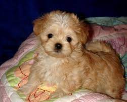 Find michigan puppies for sale from dog breeders in michigan. Mi Ki Breed Facts Belle Amie Mi Kis