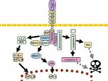 Image result for What causes a rapid increase in TNF alpha