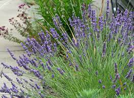 Lavandula X Intermedia Grosso Lavender Buy Online At Annie S Annuals White Flower Farm Lavender Plant English Lavender Plant