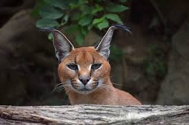 The caracal is found in habitats that are different from its feline cousins. Are Caracal Cats Hypoallergenic