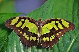 Imagen Gratis En Pixabay Munecas De La Mariposa Munecas Insecto Libelula Ilustracion De Mariposa Imagenes De Mariposas