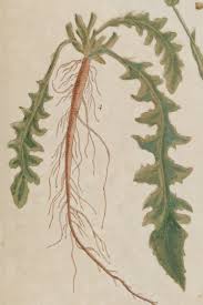 Image result for Capsella