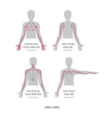 Painful C Section Scar Diastasis And Adductor Inner Thigh Muscle Tension A Fascinating Tale Burrell Education