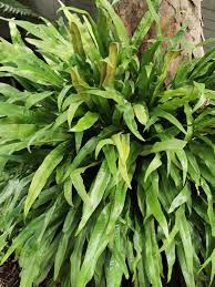 Image result for Microsorum punctatum