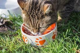Causes of diarrhea may be determined through a combination of history, physical. The Best Cat Foods Wet Dry Reviews Tuxedo Cat