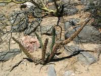 Image result for Pycreus aethiops