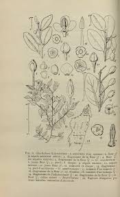 Image result for Thecacoris spathulifolia