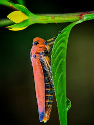 Image result for Rinorea ferruginea