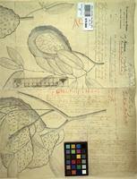 Image result for Orthopichonia barteri