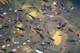 It is around 120 gal. Guppy Fry Care Guide Tank Mates Aquarium Setup Diet