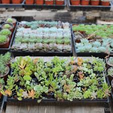Maybe you would like to learn more about one of these? Succulent Plug And Play Pack 105 Bulk Succulent Pack For Sale Online Harddy