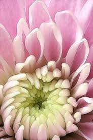 Chrysanthemum Phart By Lord V Via Flickr Zomerbloemen Bloemen Foto S Tuinbloemen