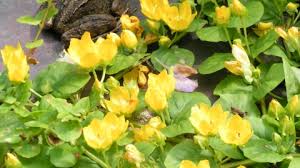 How to identify wild flowers, trees and shrubs in britain and ireland. Creeping Jenny The Wildlife Trusts