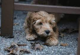 See puppy photos, health info & reviews. Top 5 Breeders Of Goldendoodle Puppies In Michigan 2021 We Love Doodles