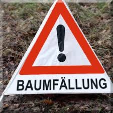 Finde die schönsten kostenlosen baum fällen bilder, lade sie herunter und benutze sie auch für kommerzielle du lädst hoch. Baum Fallen Dresden Baumschutzsatzung Baumfallung