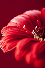 Gorgeous Red Gerbera Gerbera Red Flowers Red