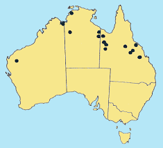 Image result for Acrachne