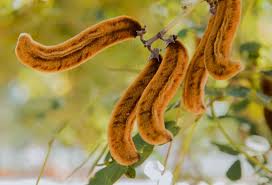 Image result for Mucuna
