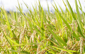 Image result for Oryza sativa