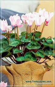 We did not find results for: Cyclamen Photo Home Care A Site About A Garden A Summer Residence And House Plants