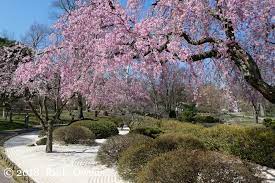 Cherry blossom trees in missouri. Cherry Tree Blossoms At Mobg What Beautiful Light