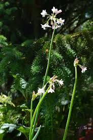 Image result for Tulbaghia fragrans