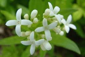 One of the best gift shops. Galium Odoratum Springerlink