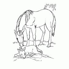 Kleurplaat Van Een Paard Printen Leuk Voor Kids
