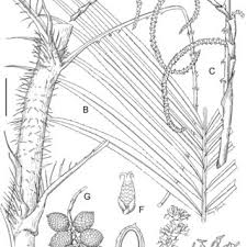 Image result for Eremospatha cuspidata