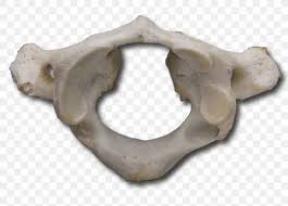 The atlas is the topmost vertebra and, with the axis (the vertebra below it), forms the joint connecting the skull and spine. Atlas Axis Vertebral Column Cervical Vertebrae Png 880x630px Atlas Anatomy Axial Skeleton Axis Bone Download Free