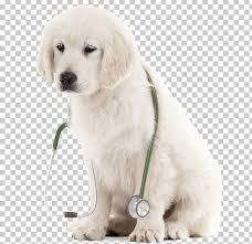 Just like the pyrenean mastiff, this breed was almost extinct if it were not for breeding efforts in poland. Golden Retriever Slovak Cuvac Kuvasz Polish Tatra Sheepdog Great Pyrenees Png Clipart Carnivoran Companion Dog Dog