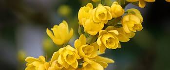 Image result for Berberidaceae