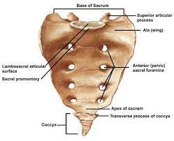 Sacral Fractures Trauma Orthobullets