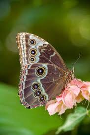 First Light Eulen Schmetterlinge Eulen Schmetterling Flecke Kunstdruck Schmetterling Schmetterlingsbilder Schone Schmetterlinge