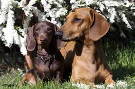 Whilst the standard dachshund is still a small dog by anyone's standards, they are quite a lot larger than their. Is My Dachshund Miniature Or Standard