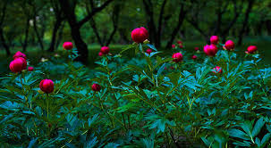 Krimi shtetëror në burgun e Dubravës - Milica Jovanović - Peščanik