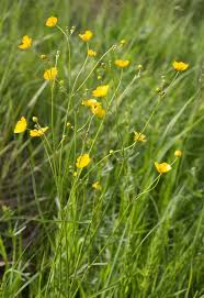 Image result for Ranunculus acris