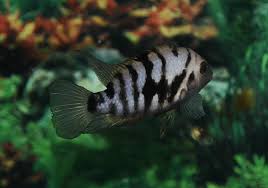 breeding convict cichlids a comprehensive guide