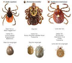 Symptoms of rocky mountain spotted fever in dogs. Scores Of Reported Cases Of Rocky Mountain Spotted Fever In Lincoln Trail Area Awaiting State Health Department Confirmation Kentucky Health News