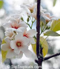 Image result for Vernicia