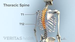 Pin On Thoracic Spine Area